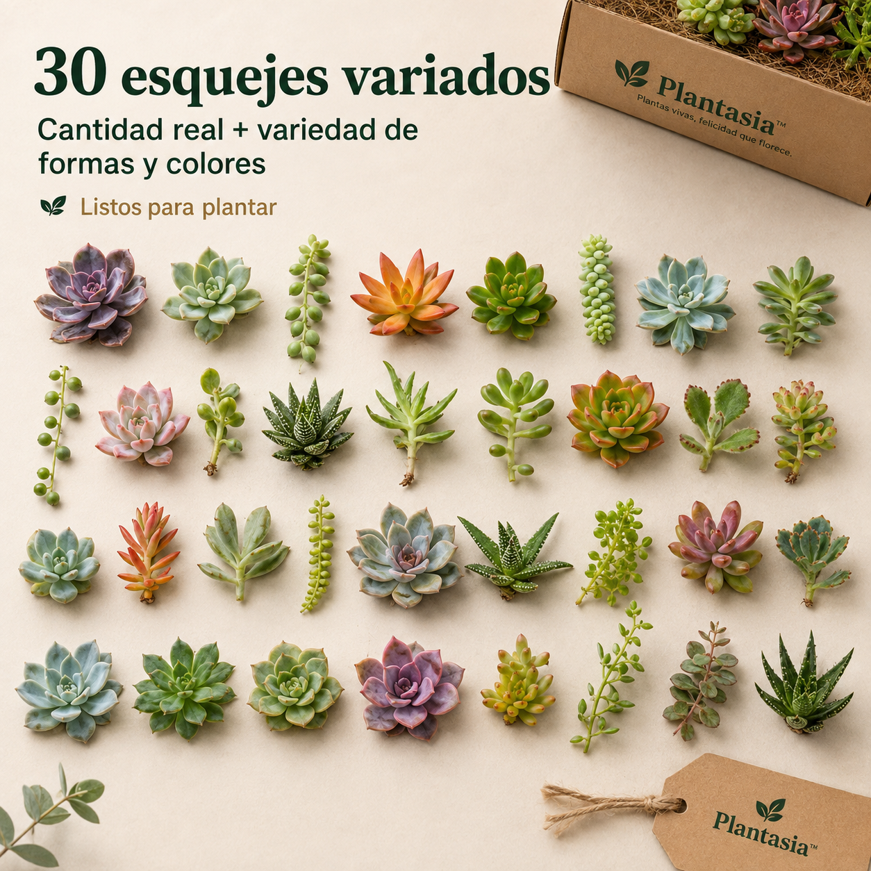 Pack 30 Esquejes de Suculentas - Plantasia™