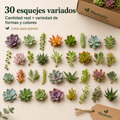 Pack 30 Esquejes de Suculentas - Plantasia™