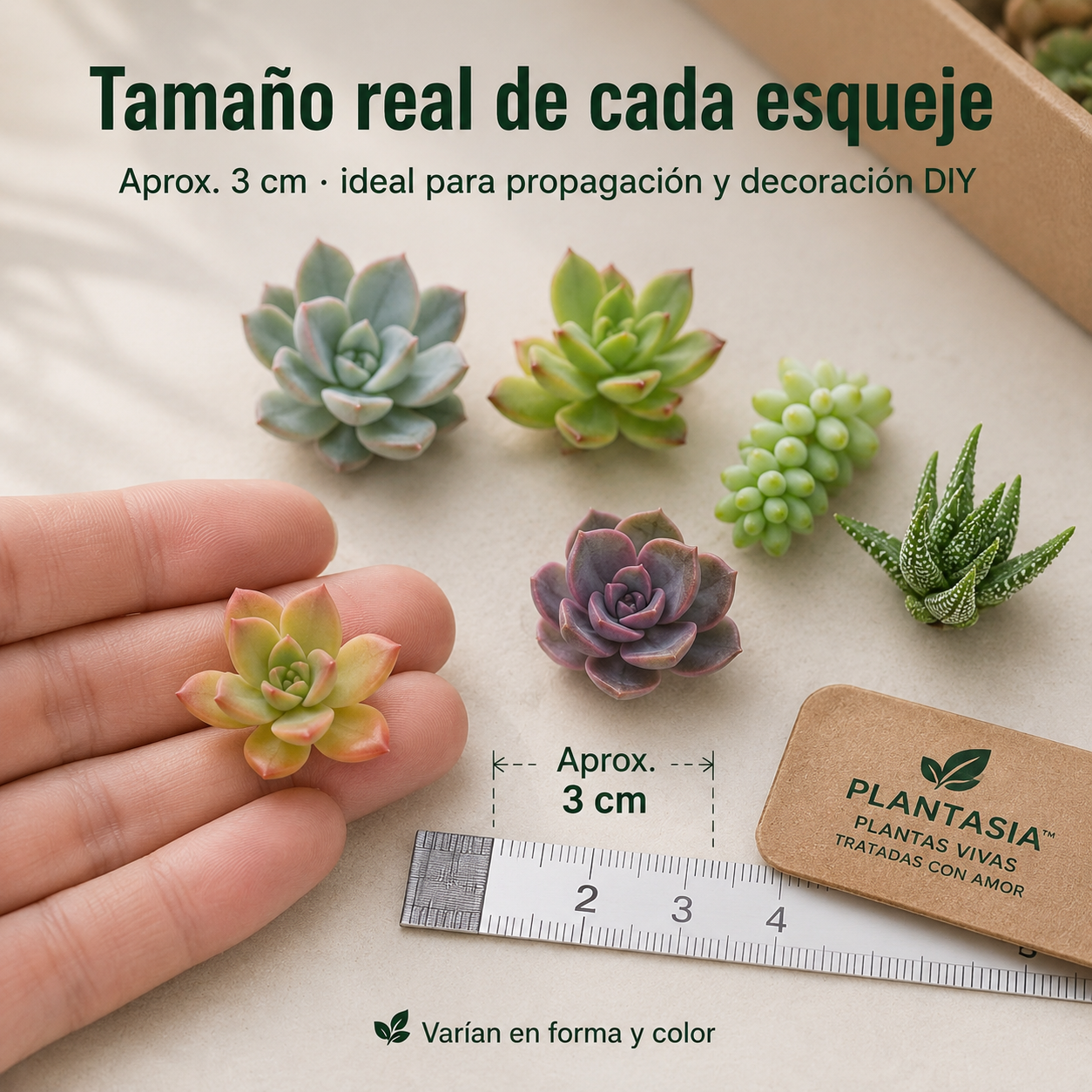 Pack 30 Esquejes de Suculentas - Plantasia™