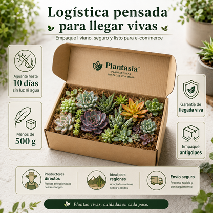 Pack 30 Esquejes de Suculentas - Plantasia™