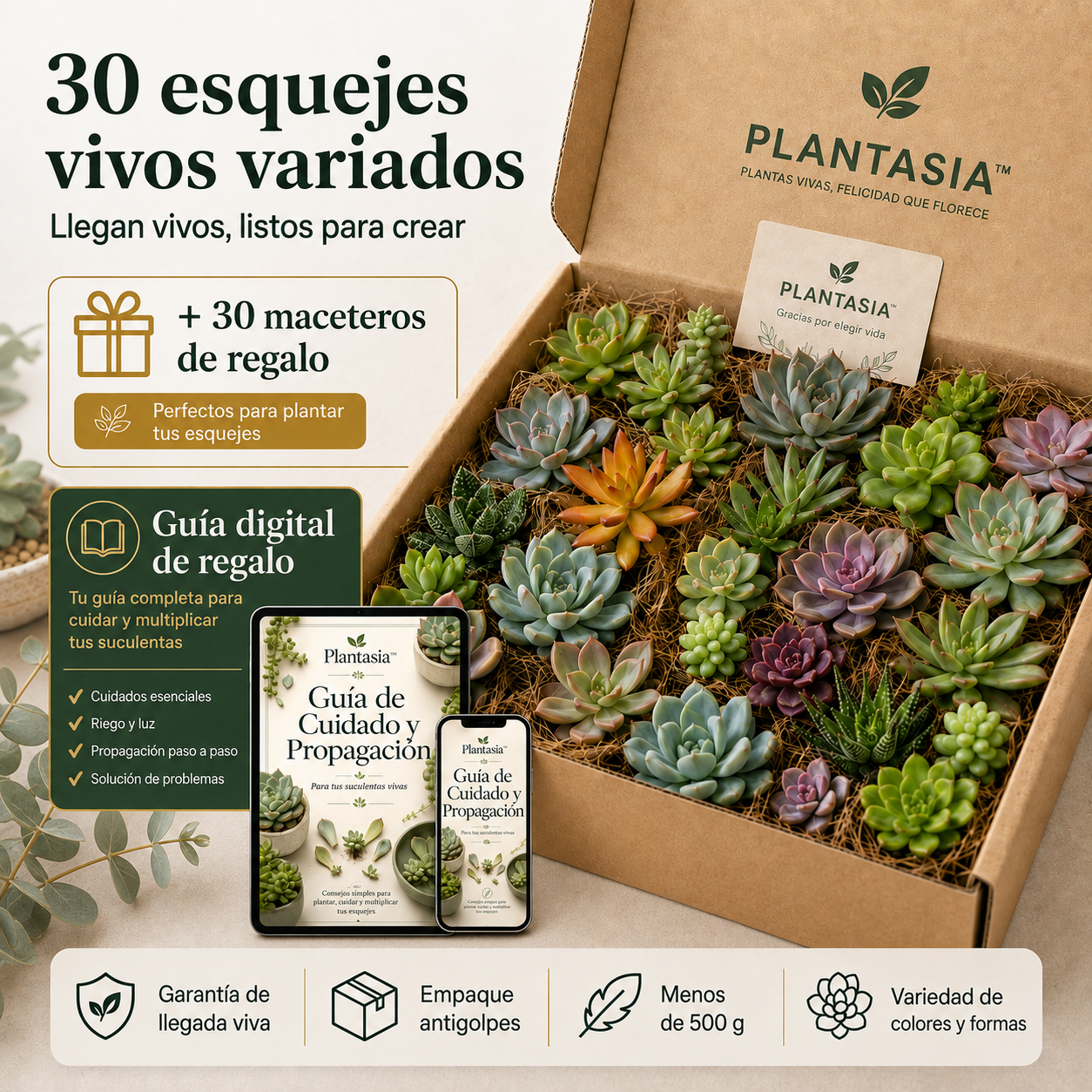 Pack 30 Esquejes de Suculentas - Plantasia™